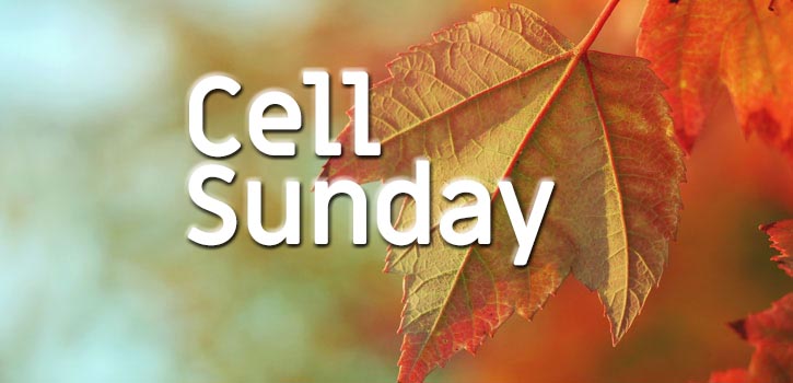 Seeds Cell Sunday this Sunday, Oct 18 @ 10 am