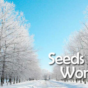 Seeds Worship on Zoom this Sunday, February 7 @ 11am