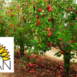 ACAN – Orchard Planting